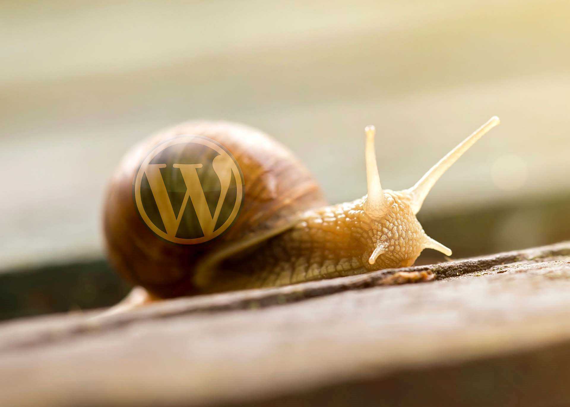 WordPress Speed