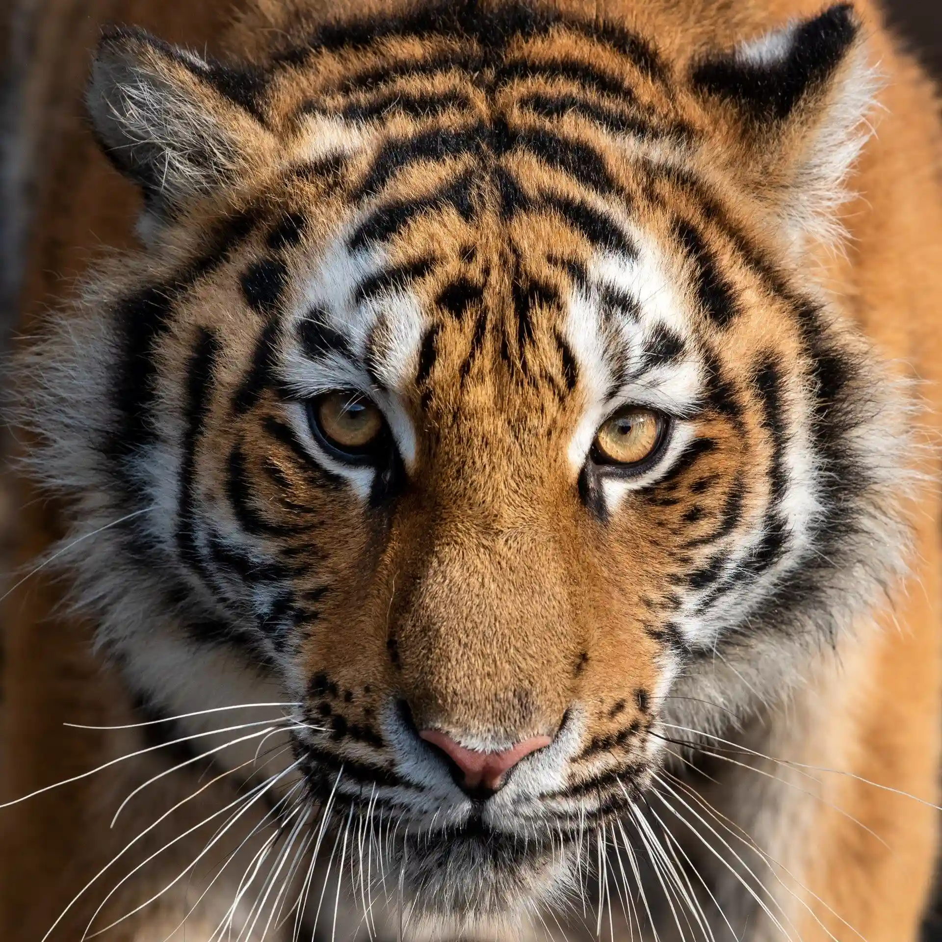 Before and after comparison of an optimised website image